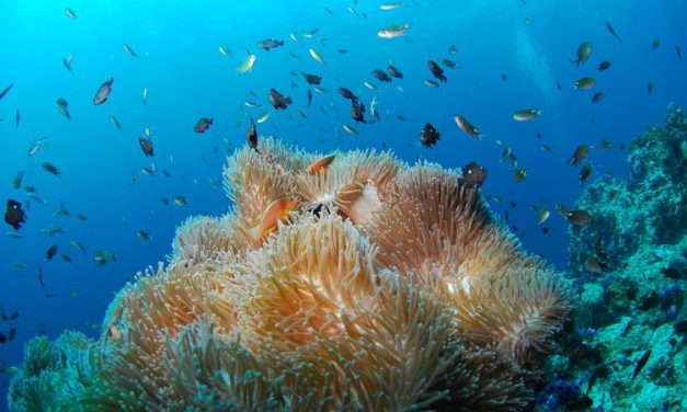 Pengalihan Utang Untuk Lindungi Terumbu Karang Di Sepakati Indonesia Dan AS