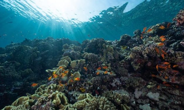 Data Karbon Laut Yang Kurang Bisa Hambat Mitigasi Perubahan Iklim