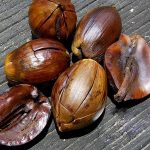 Hutan Kalimantan Memiliki Bahan Skincare Alami