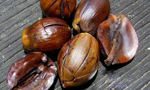 Hutan Kalimantan Memiliki Bahan Skincare Alami