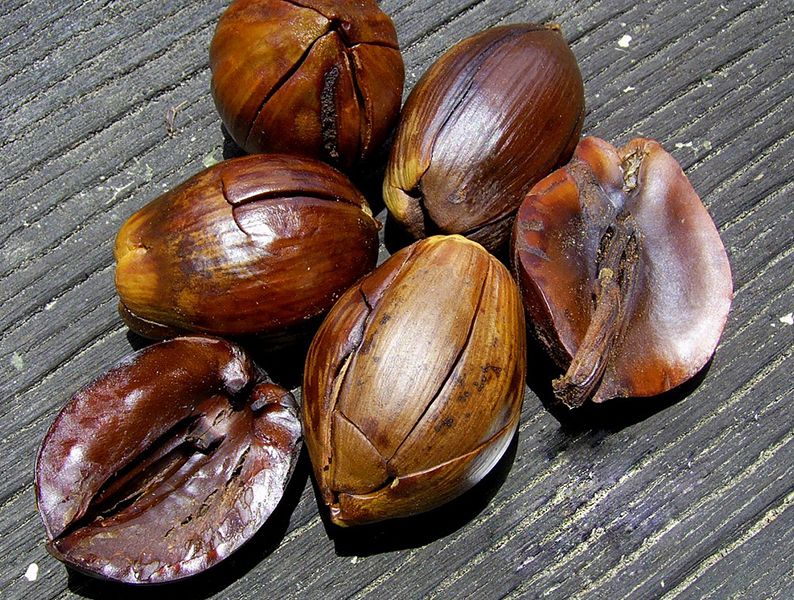 Hutan Kalimantan Memiliki Bahan Skincare Alami