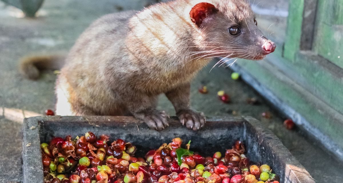 Kontroversi Di Balik Kopi Luwak: Etika Dan Keberlanjutan