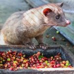 Kontroversi Di Balik Kopi Luwak: Etika Dan Keberlanjutan