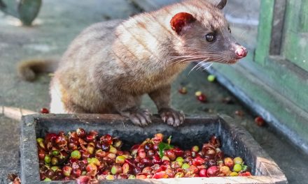 Kontroversi Di Balik Kopi Luwak: Etika Dan Keberlanjutan