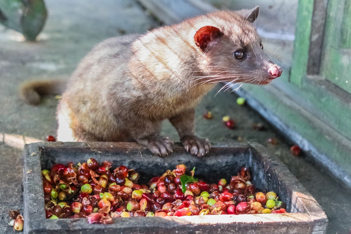 Kontroversi Di Balik Kopi Luwak: Etika Dan Keberlanjutan
