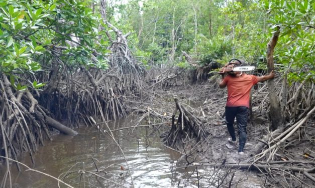 Ancaman Kerusakan Mangrove Dan Dampaknya Bagi Alam