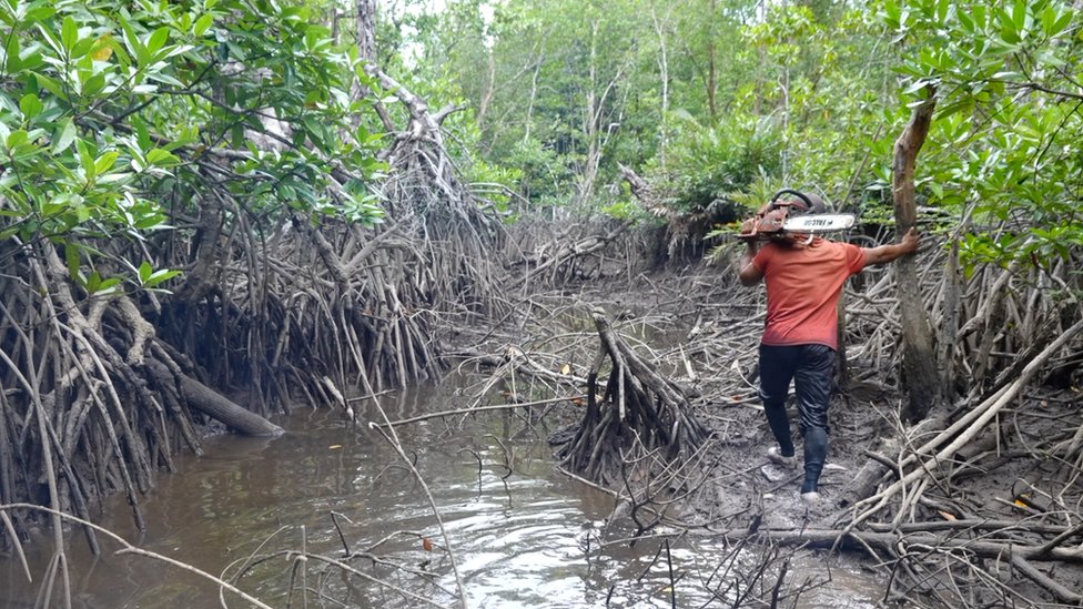Ancaman Kerusakan Mangrove Dan Dampaknya Bagi Alam