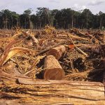 Hutan Papua Dan Ancaman Kerusakan Lingkungan Modern