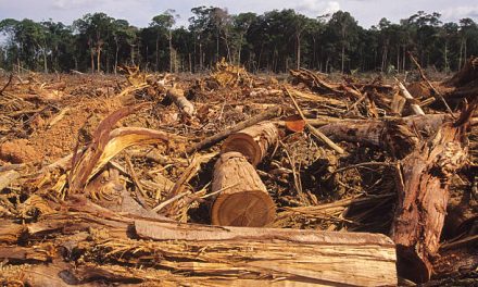 Hutan Papua Dan Ancaman Kerusakan Lingkungan Modern