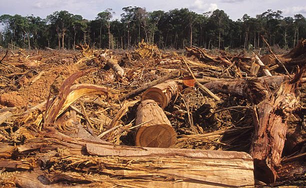 Hutan Papua Dan Ancaman Kerusakan Lingkungan Modern