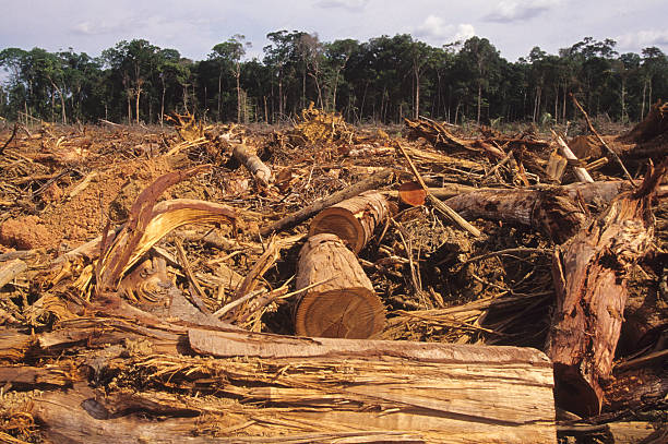 Hutan Papua Dan Ancaman Kerusakan Lingkungan Modern