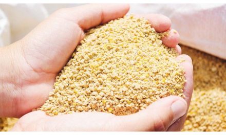 Pakan Terbaik Antuk Ayam Broiler Agar Cepat Panen