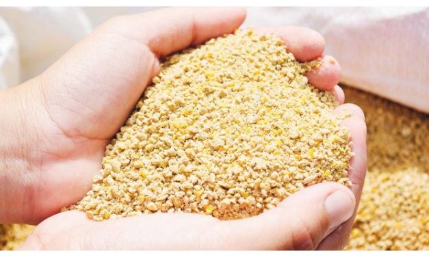 Pakan Terbaik Antuk Ayam Broiler Agar Cepat Panen