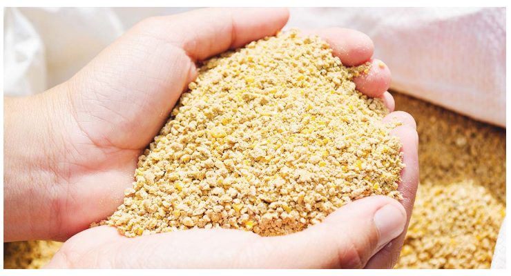 Pakan Terbaik Antuk Ayam Broiler Agar Cepat Panen