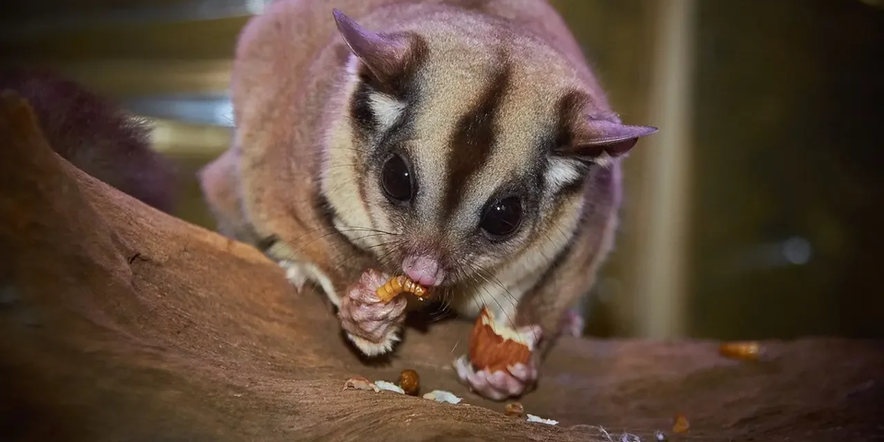 Makanan Sugar Glider Agar Tetap Sehat Dan Panjang Umur