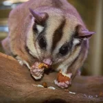 Makanan Sugar Glider Agar Tetap Sehat Dan Panjang Umur