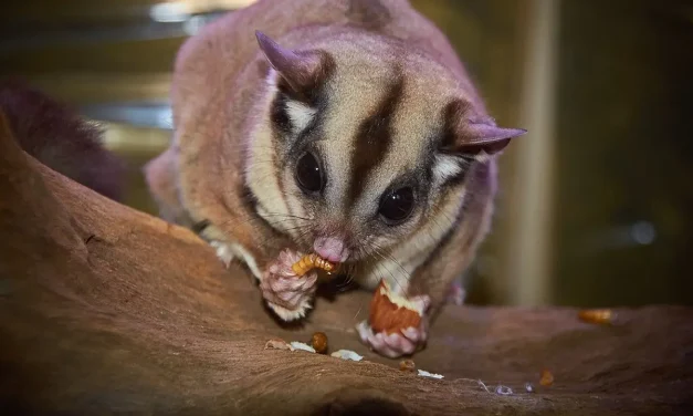 Makanan Sugar Glider Agar Tetap Sehat Dan Panjang Umur