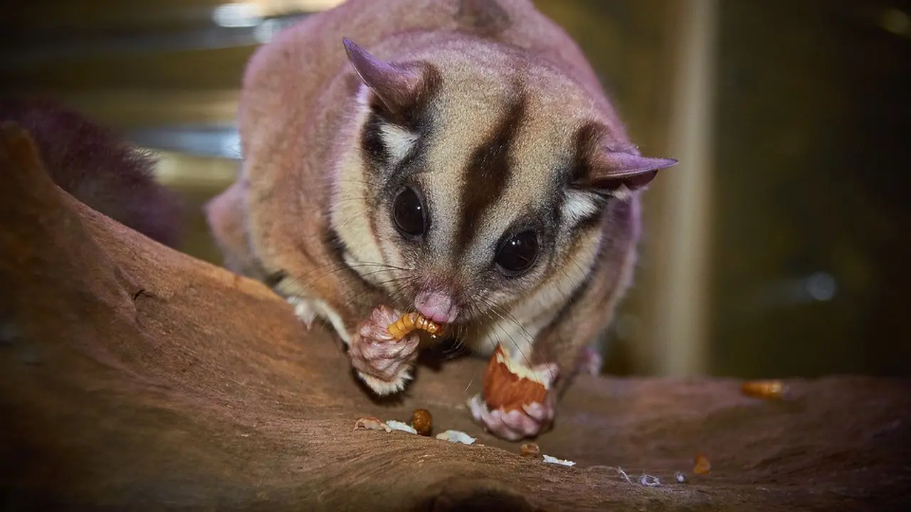 Makanan Sugar Glider Agar Tetap Sehat Dan Panjang Umur