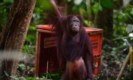 Evakuasi Hewan Kebakaran: Langkah Menyelamatkan Satwa