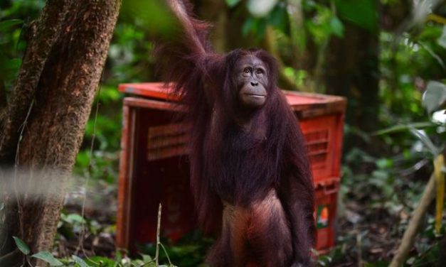 Evakuasi Hewan Kebakaran: Langkah Menyelamatkan Satwa