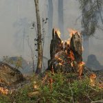 Hewan Terbakar Akibat Kebakaran Hutan: Ancaman Ekosistem
