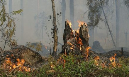 Hewan Terbakar Akibat Kebakaran Hutan: Ancaman Ekosistem