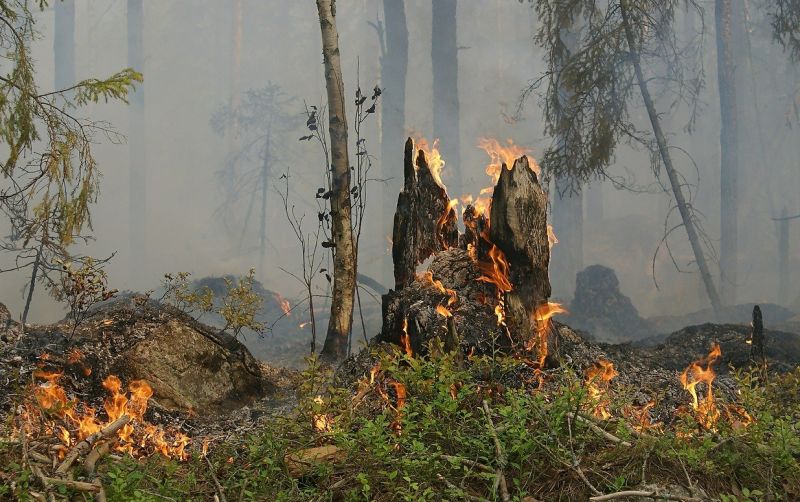 Hewan Terbakar Akibat Kebakaran Hutan: Ancaman Ekosistem