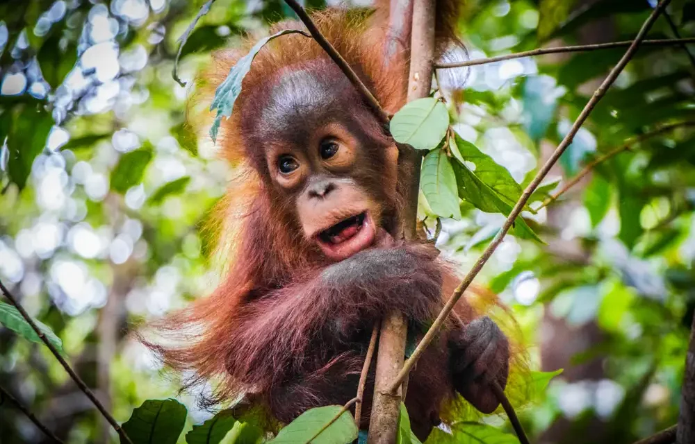 Mengenal Beragam Hewan Khas Kalimantan Dan Habitat Alaminya