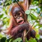 Mengenal Beragam Hewan Khas Kalimantan Dan Habitat Alaminya