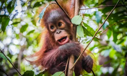 Mengenal Beragam Hewan Khas Kalimantan Dan Habitat Alaminya