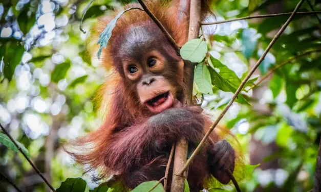 Mengenal Beragam Hewan Khas Kalimantan Dan Habitat Alaminya