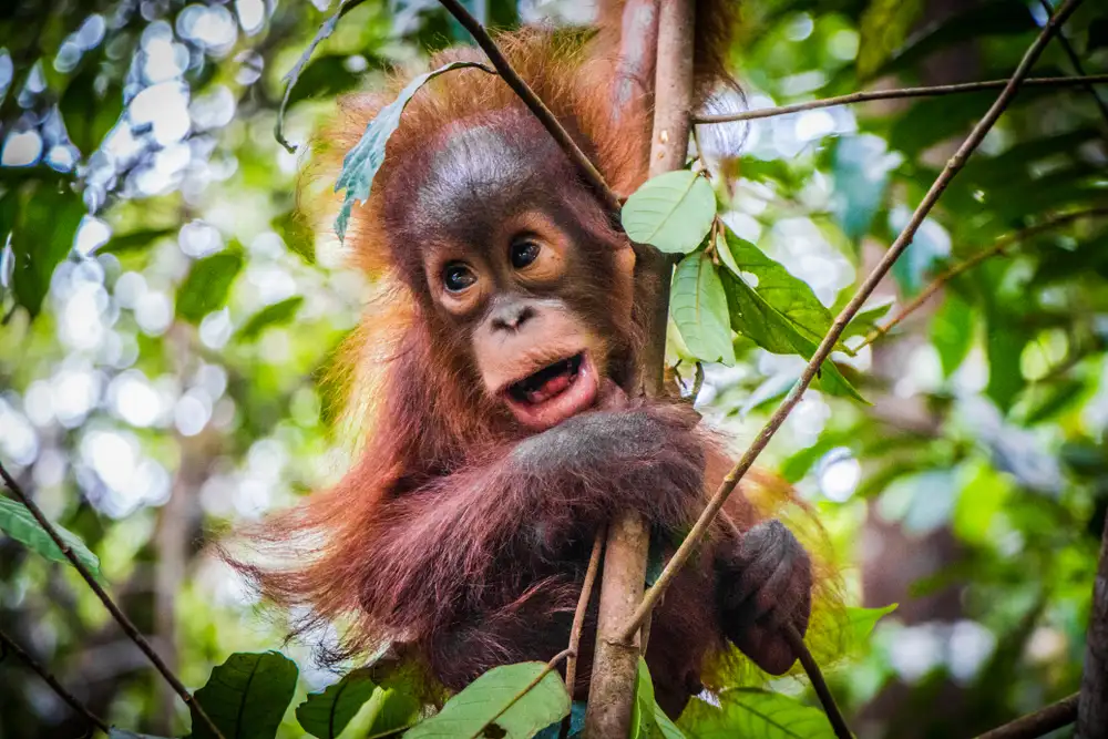 Mengenal Beragam Hewan Khas Kalimantan Dan Habitat Alaminya