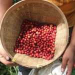 Kopi Nusantara: Mengenal Kekayaan Rasa Berbagai Daerah