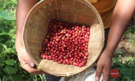 Kopi Nusantara: Mengenal Kekayaan Rasa Berbagai Daerah