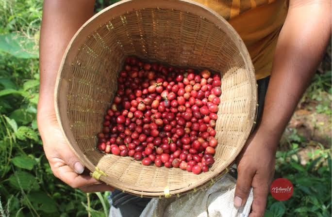 Kopi Nusantara: Mengenal Kekayaan Rasa Berbagai Daerah
