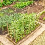 Urban Farming: Memanfaatkan Lahan Sempit Untuk Berkebun