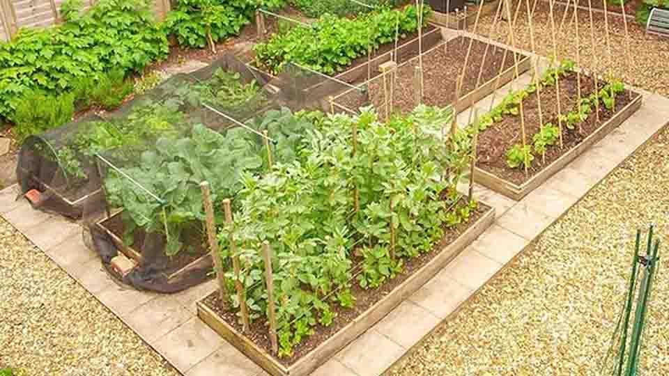 Urban Farming: Memanfaatkan Lahan Sempit Untuk Berkebun